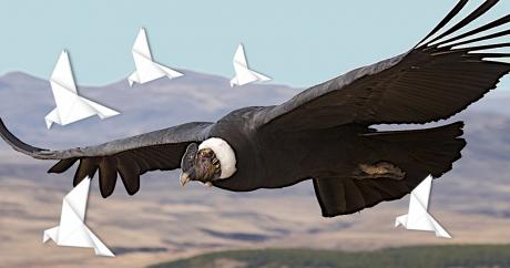 Cóndor y palomas de papel